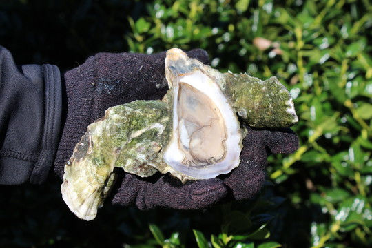 oyster